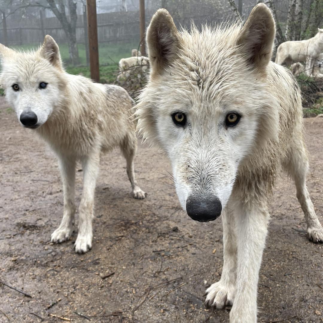 Coupon de réduction : Une nuit achetée = La deuxième à -50% * + Vos entrées au parc offertes - Valable chez LES LOUPS DU GEVAUDAN - à ST LEGER DE PEYRE (48)